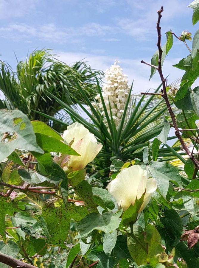 Appartamento Logisrev Sainte-Anne  Esterno foto